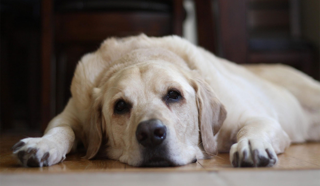 Les tremblements comme symptôme de maladies neurologiques chez le chien