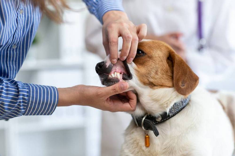 Un chien près du vétérinaire