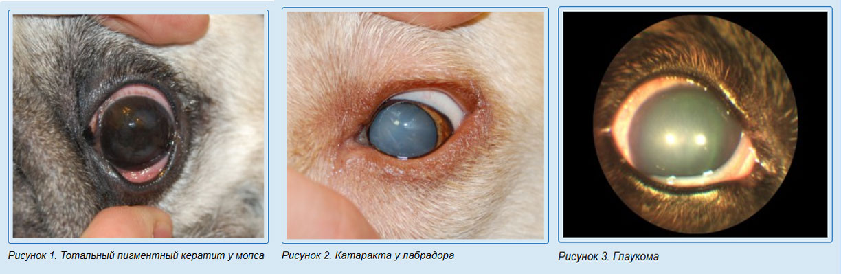 Maladies oculaires chez le chien, photos