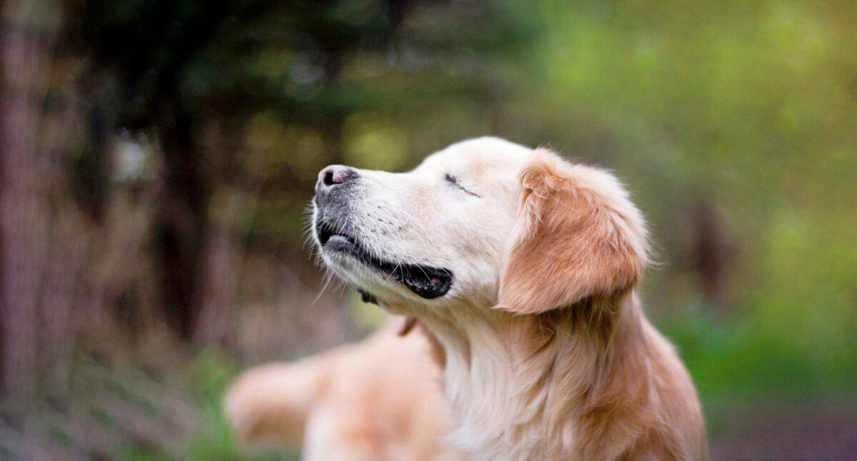 Comment savoir si votre chien perd la vue