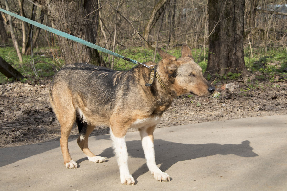 Comment savoir si un chien est aveugle