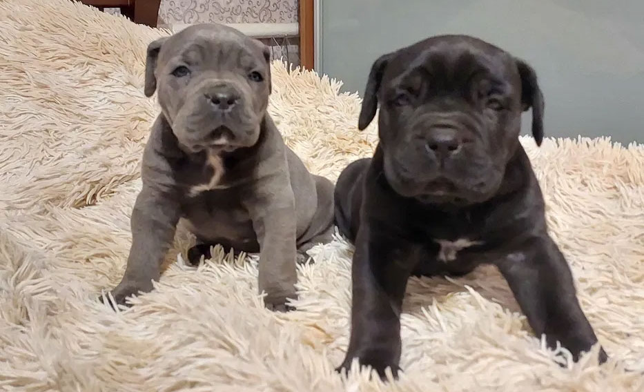 Comment vérifier la vue d'un chiot avant de l'acheter