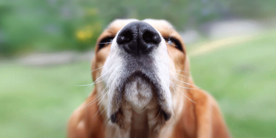 L'odorat du chien