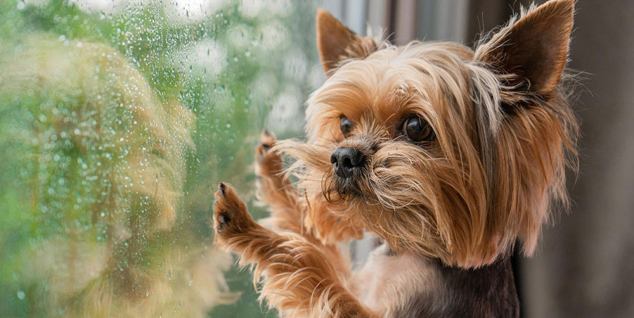 Les éternuements fréquents sont un symptôme du rhume chez le chien.