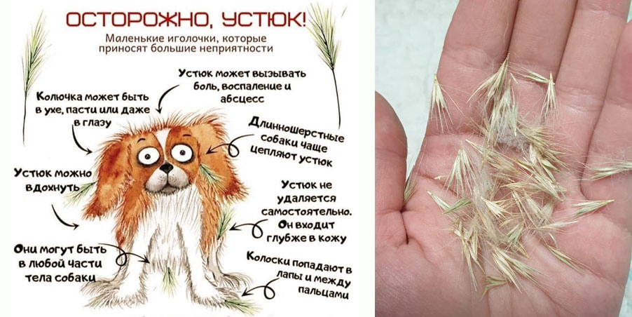 Les éternuements constants sont l'un des symptômes de la présence d'un corps étranger dans le nez d'un chien.