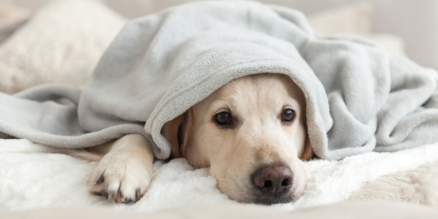 Que faire si un chien éternue ?