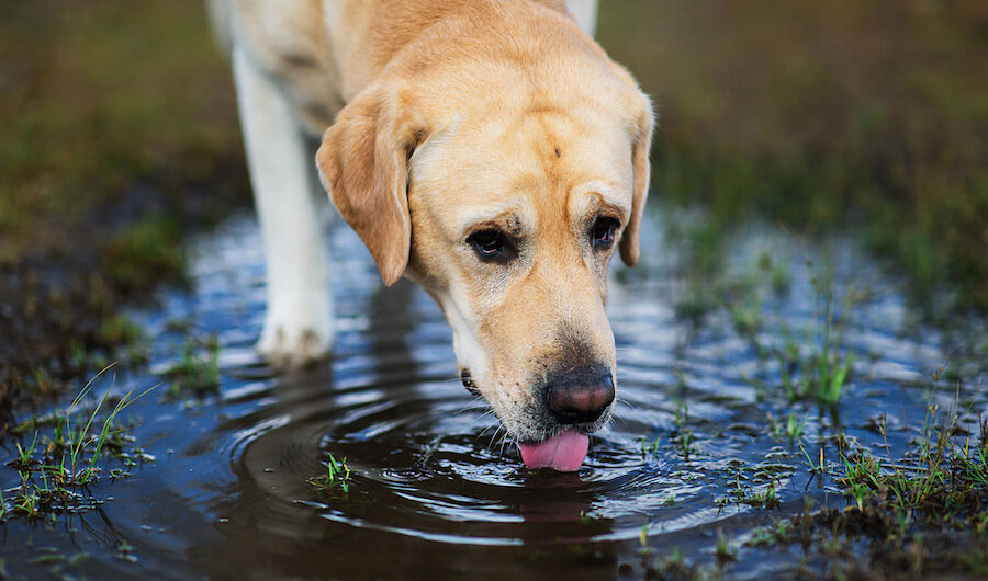 Pourquoi mon chien ne boit-il pas l'eau de sa gamelle ?