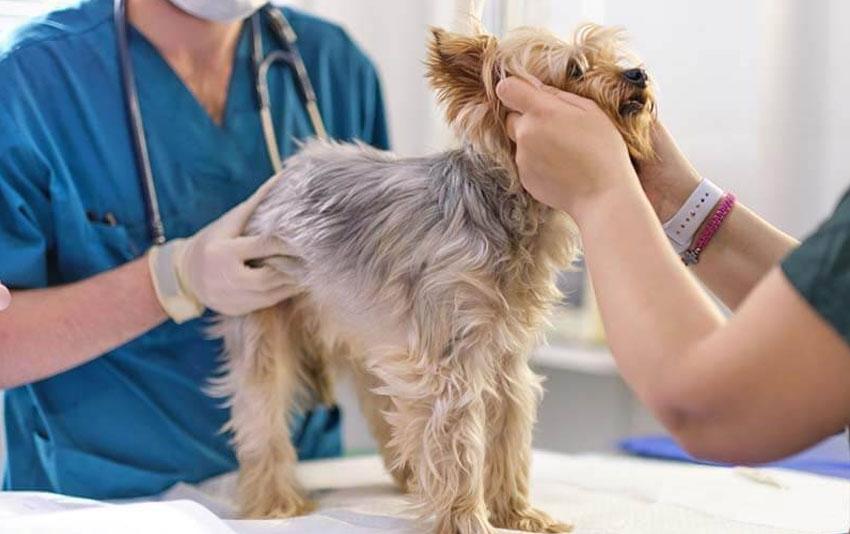 Diagnostic des maladies provoquant des vomissements chez le chien