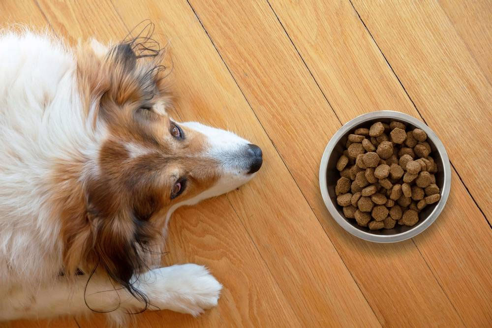 Causes des vomissements d'aliments non digérés chez le chien