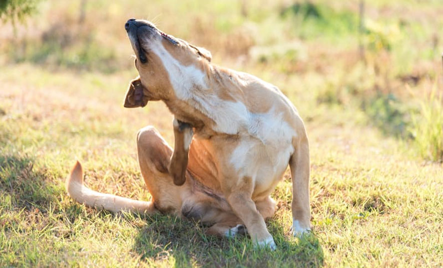 Symptômes de la gale sarcoptique chez le chien
