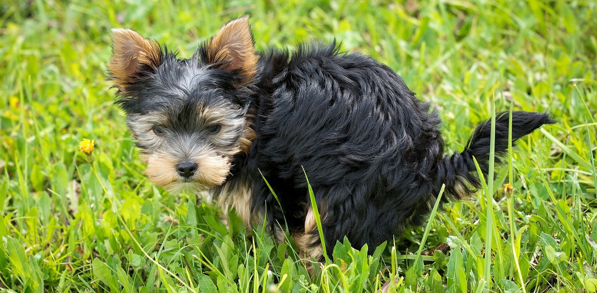 Comment traiter la constipation chez le chien