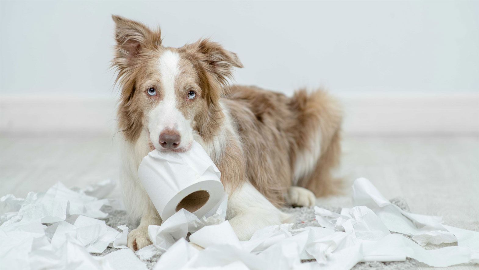 Quels médicaments puis-je donner à mon chien pour la constipation ?