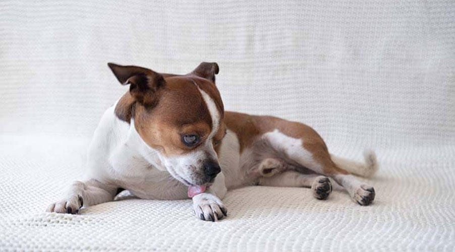 Pourquoi un chien se lèche-t-il les pattes et comment l'en empêcher ?