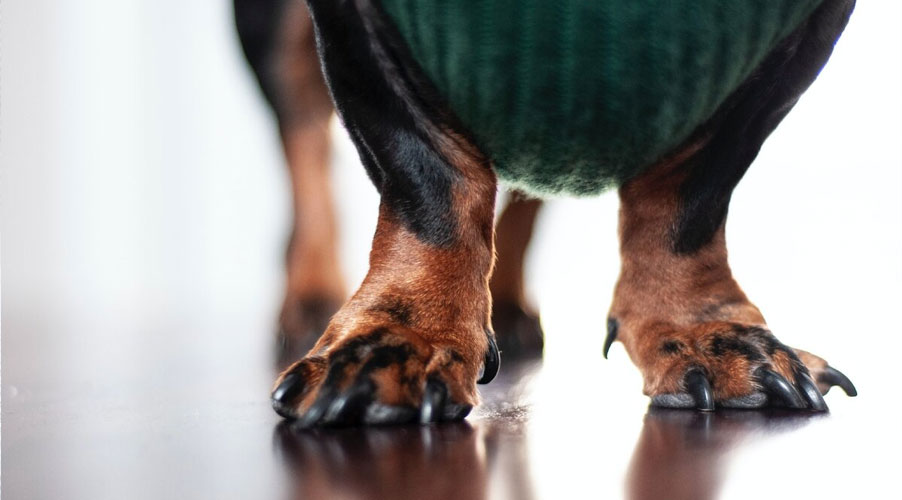 Les ongles longs sont une source d'inconfort pour votre chien.