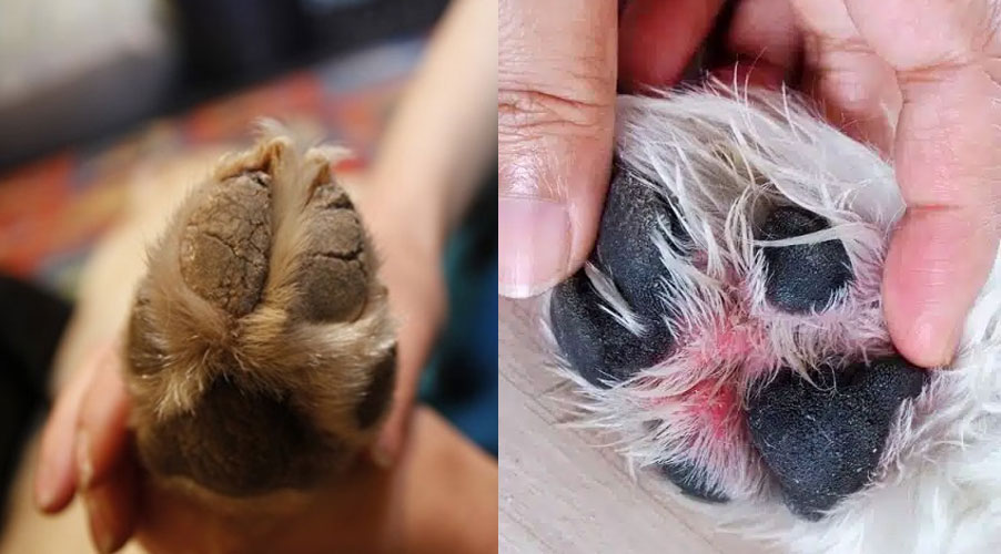 Lésions des coussinets chez les chiens