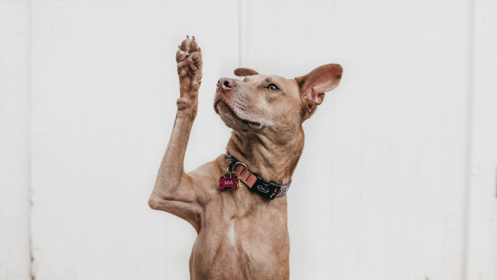 Comment empêcher un chien de se lécher et de se mordiller les pattes