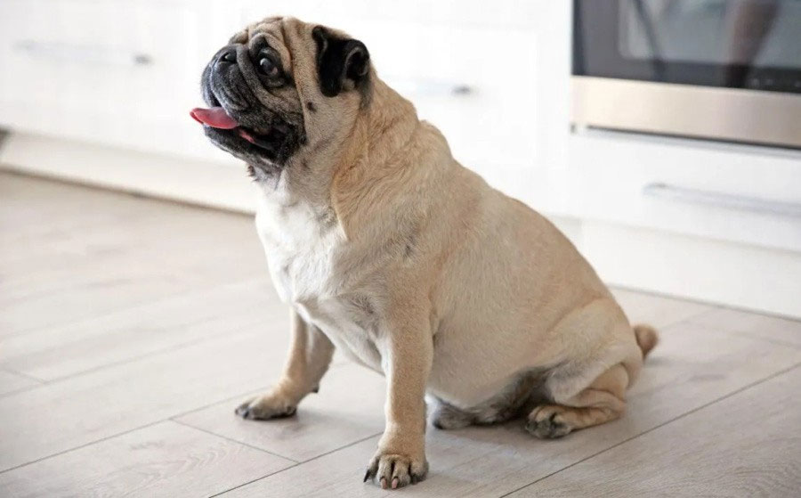 Problèmes respiratoires chez les chats brachycéphales