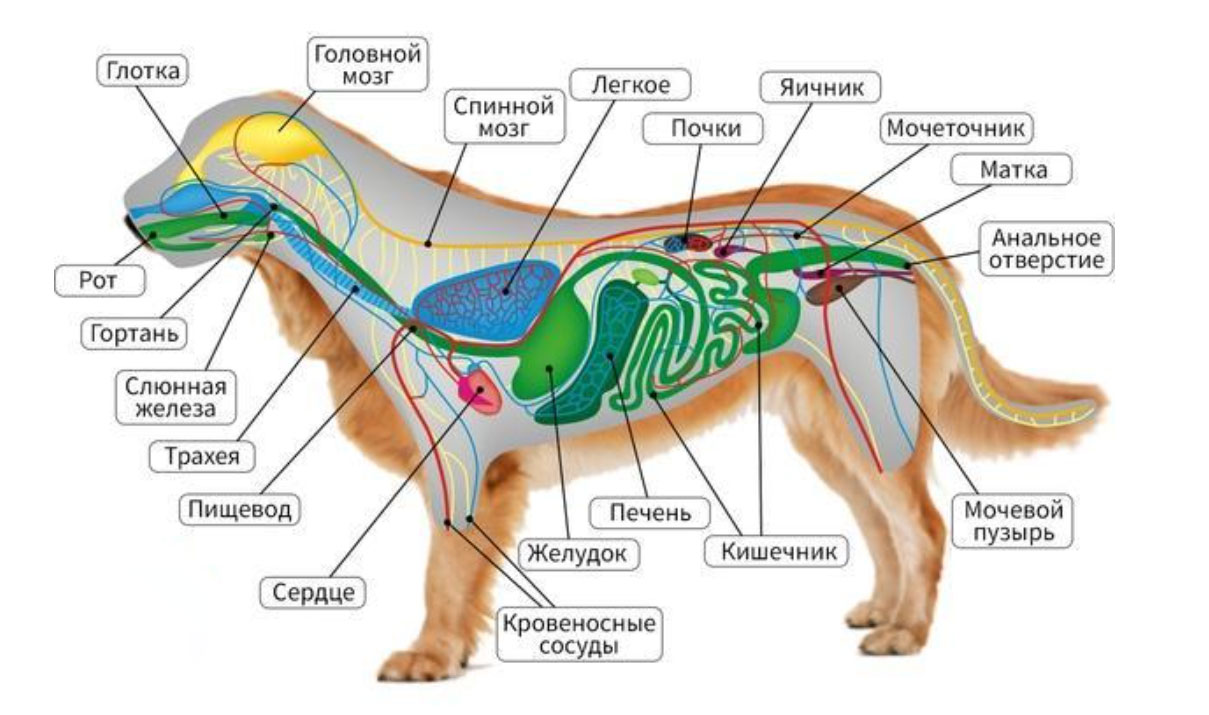 Organes et systèmes d'un chien