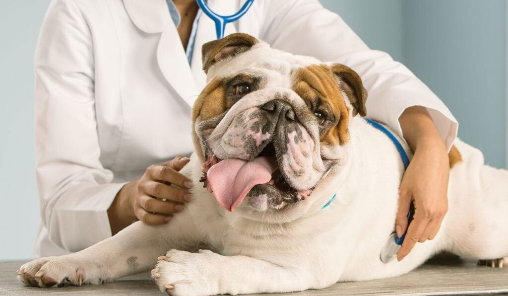 Causes de la respiration rapide chez le chien