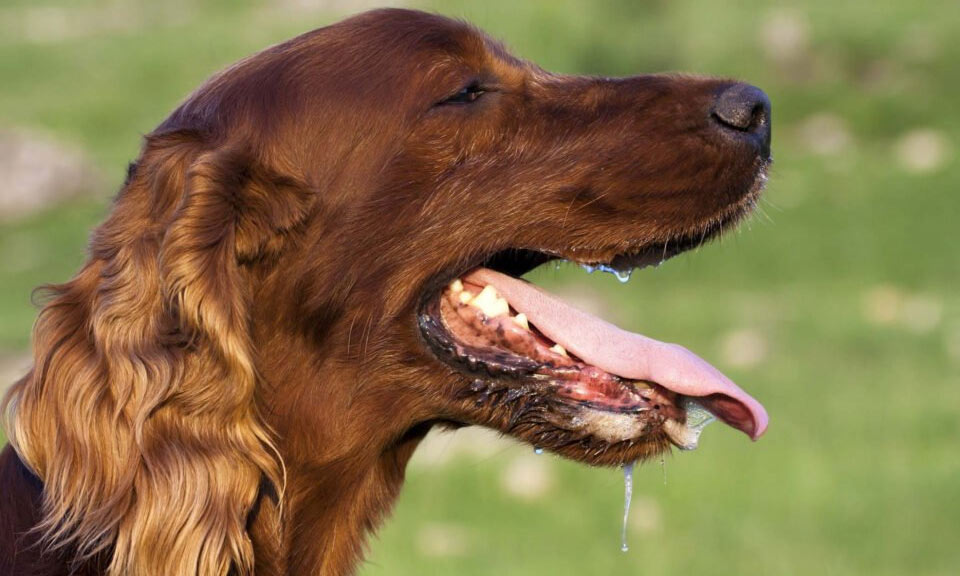 Sécrétion salivaire chez les chiens