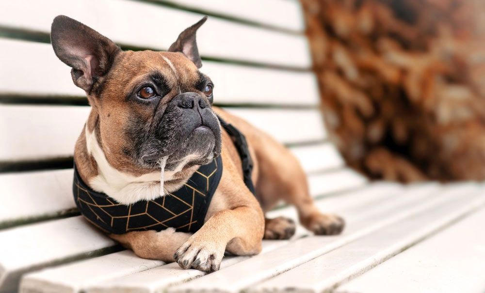 Races de chiens baveuses