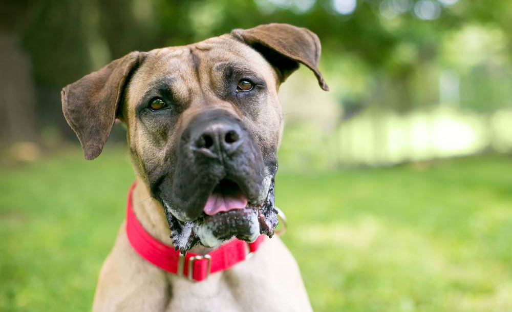 Causes de la salivation excessive chez le chien - Normale et pathologique