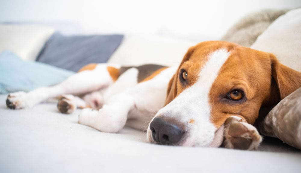 Diagnostic et traitement des douleurs abdominales chez le chien