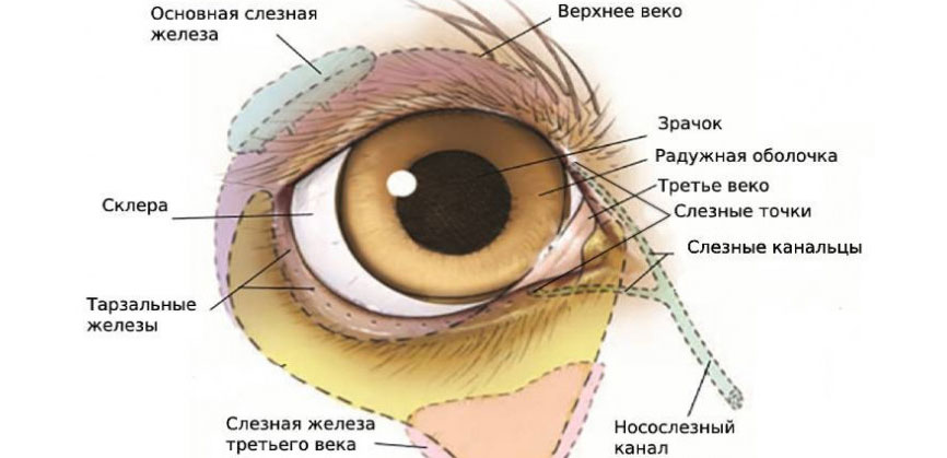 Glandes lacrymales chez les chiens