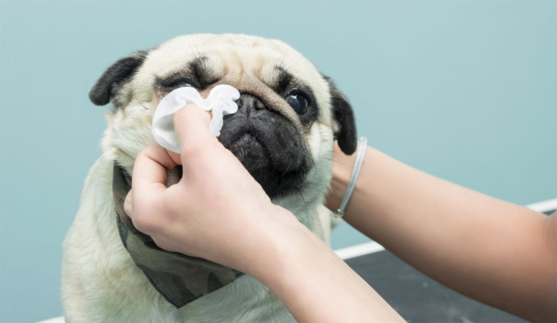 Larmoiement chez les brachycéphales