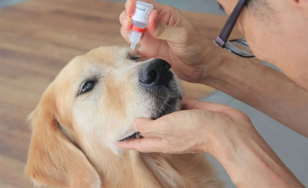 Causes d'irritation oculaire chez le chien