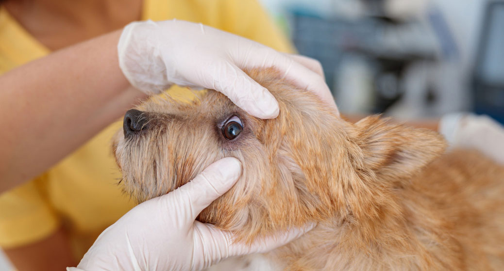Diagnostic et traitement des écoulements purulents des yeux chez le chien