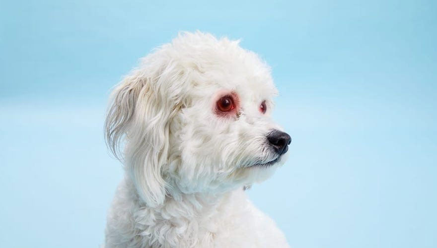 Les yeux rouges d'un chien blanc sont dus aux larmoiements.