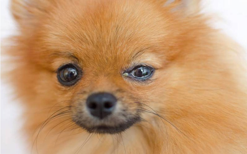 Pourquoi un chien a-t-il du pus dans les yeux ?