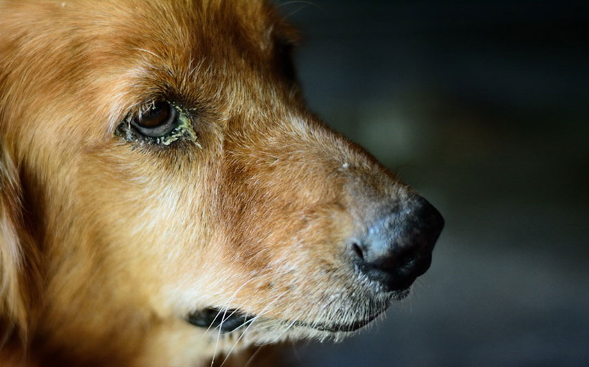 Écoulement purulent des yeux d'un chien