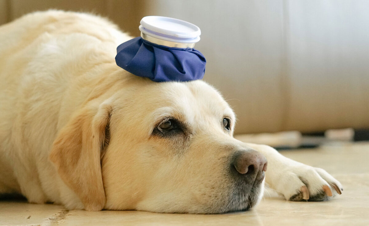 Diagnostic et traitement des commotions cérébrales chez le chien, pronostic