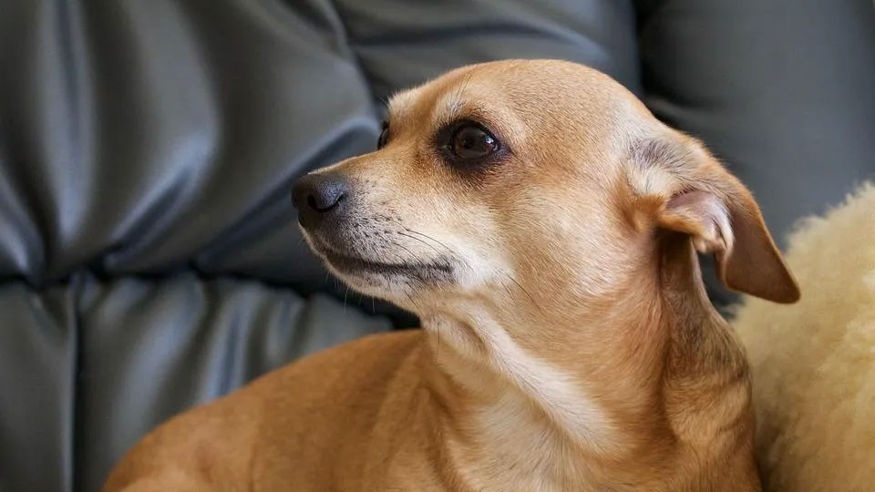 Comment savoir si votre chien a une commotion cérébrale