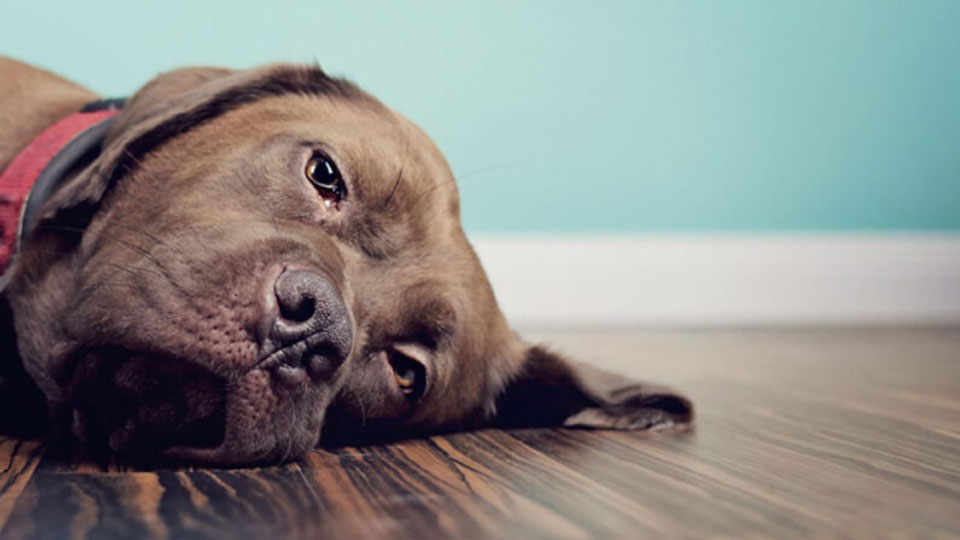 Lésions cérébrales traumatiques graves chez le chien - symptômes