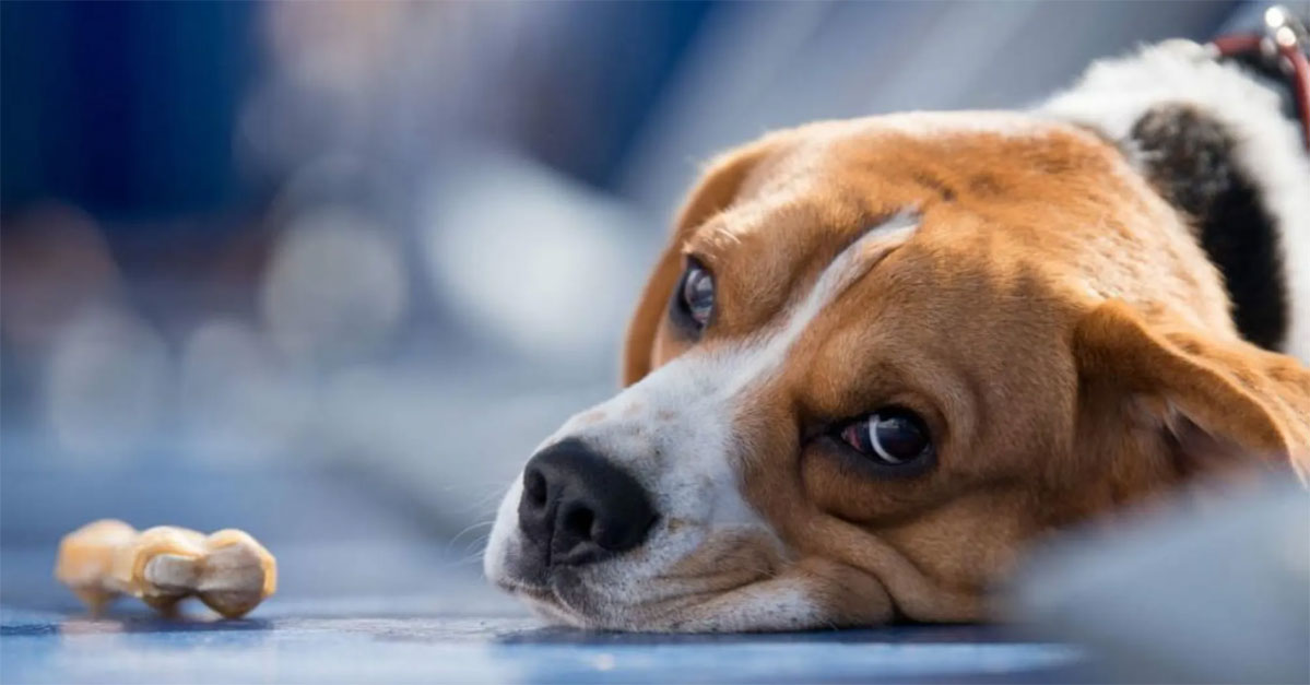 Symptômes d'une commotion cérébrale chez le chien