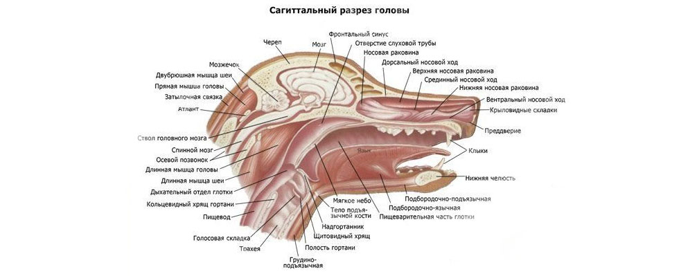La structure de la tête d'un chien