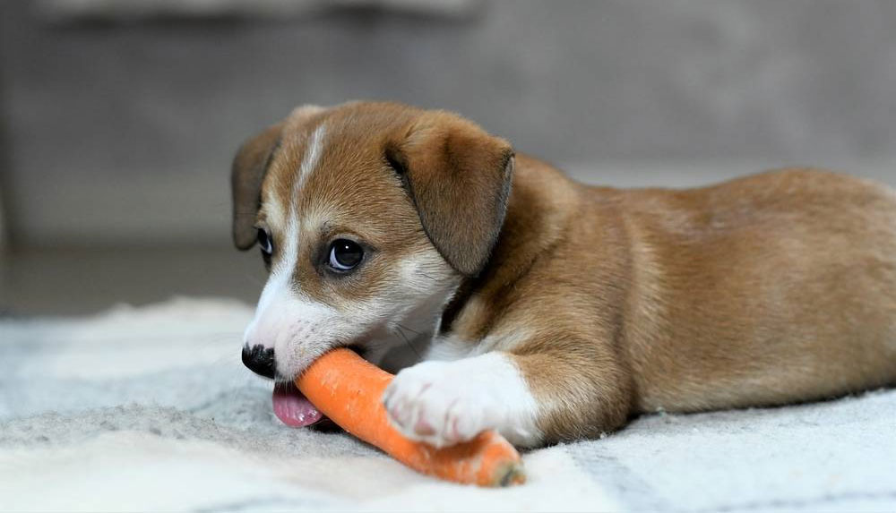 Quels aliments peuvent modifier la couleur des selles d'un chien ?