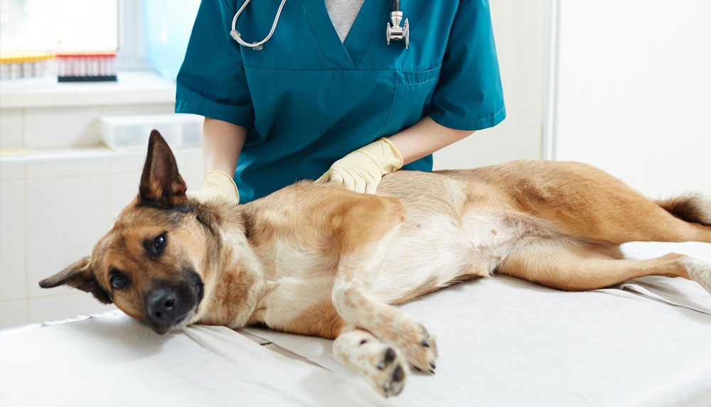 Gastro-entérite chez le chien