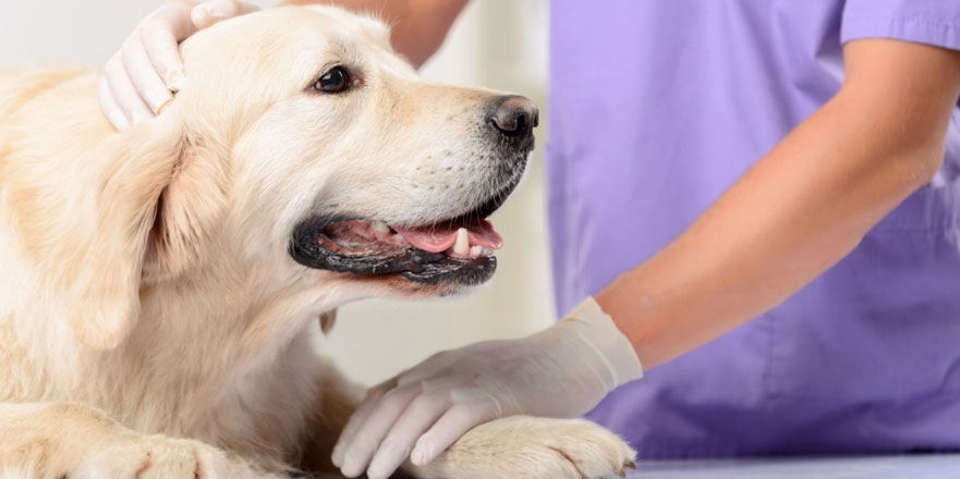 Selles jaunes chez les chiens dues à une maladie du foie