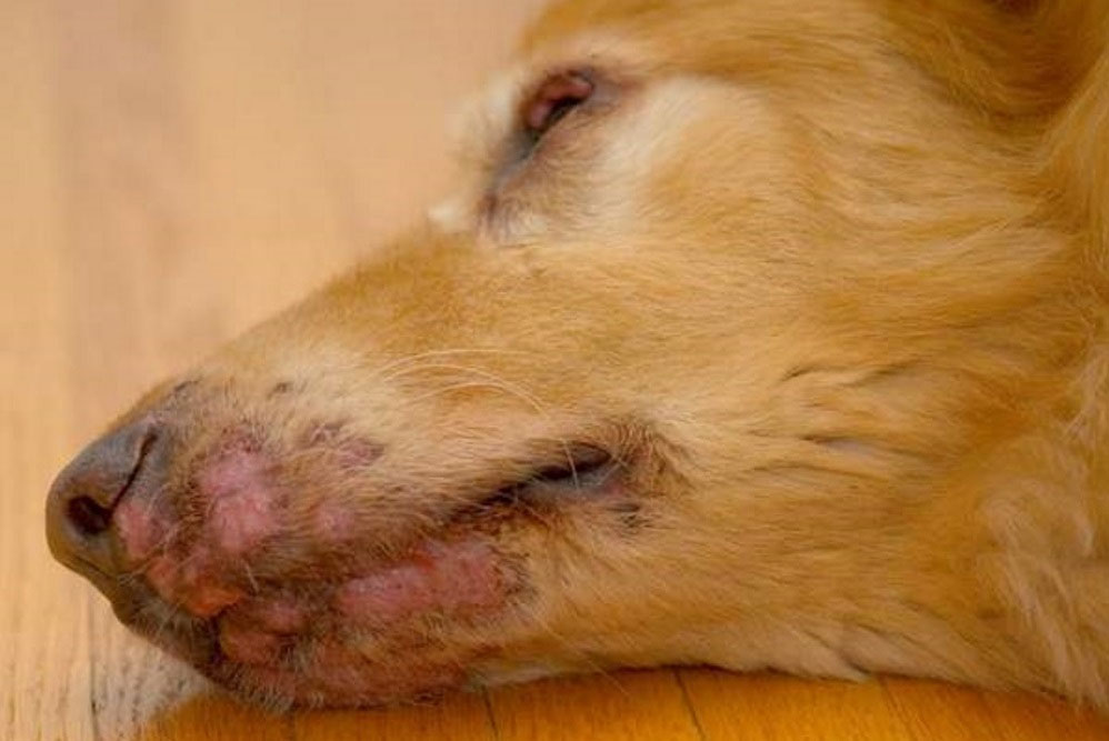 Diagnostic et traitement du lupus érythémateux systémique chez le chien