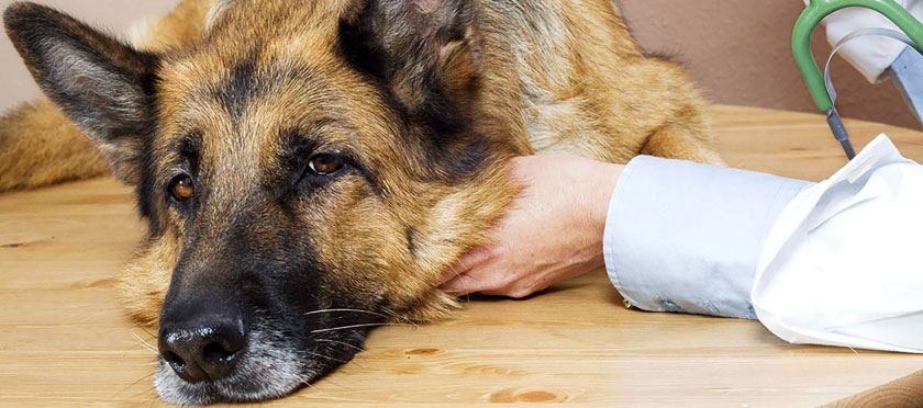 Lupus érythémateux des zones mucocutanées chez un chien de berger