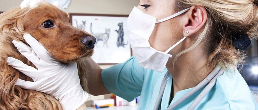 Diagnostic et traitement du lupus chez le chien
