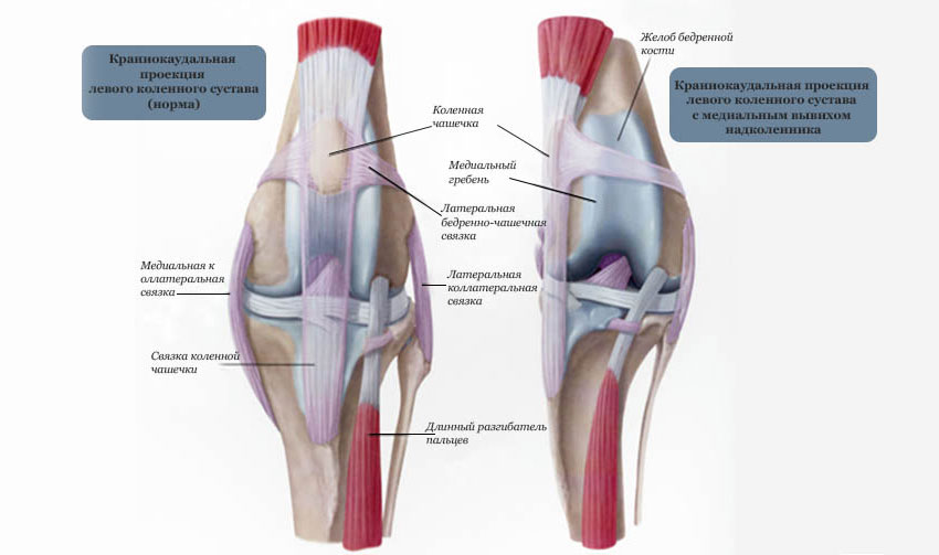 L'articulation du genou chez un chien