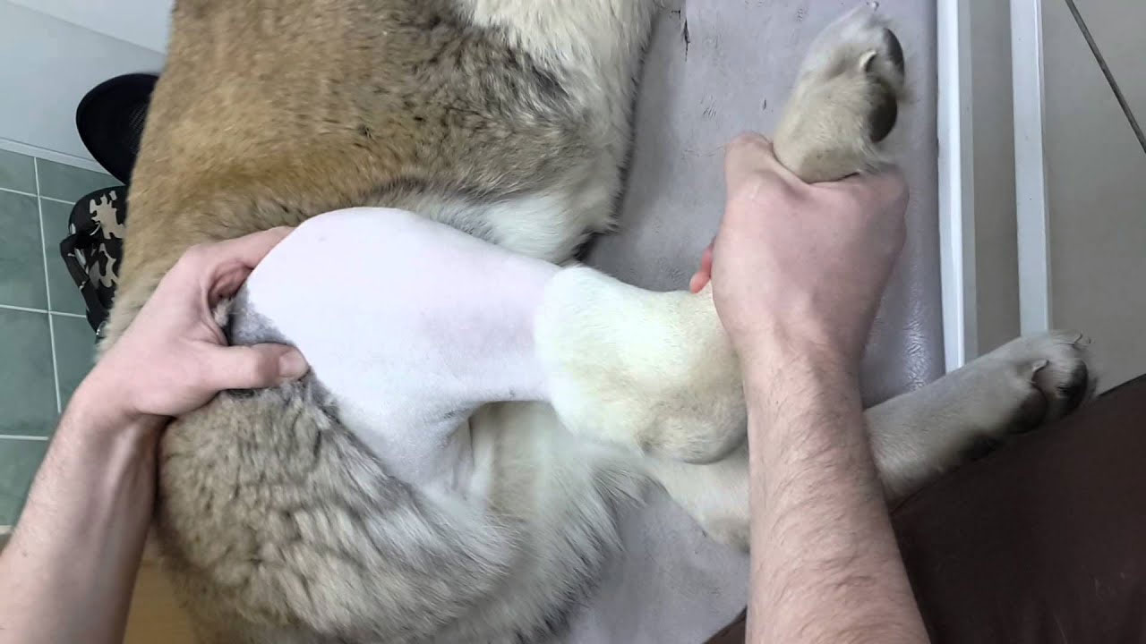 Luxation de la rotule chez le chien - traitement chirurgical