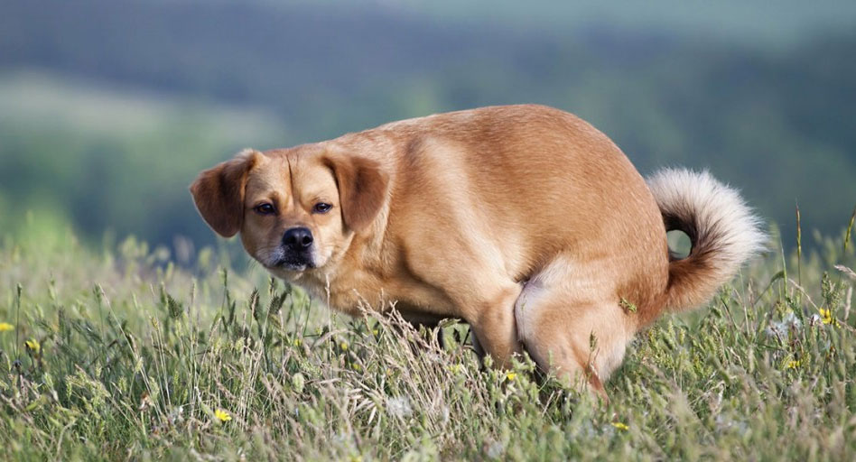 Que signifie la présence de selles vertes chez un chien ?