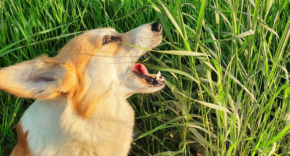 Manger de l'herbe est l'une des causes des selles vertes chez les chiens.