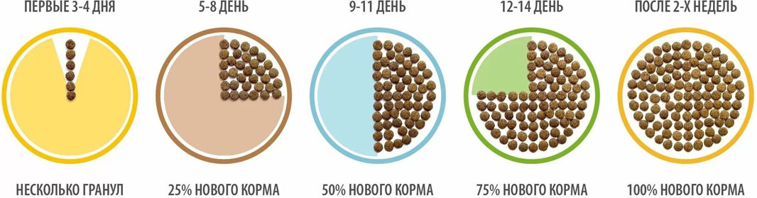 Comment habituer votre chien à une nouvelle alimentation